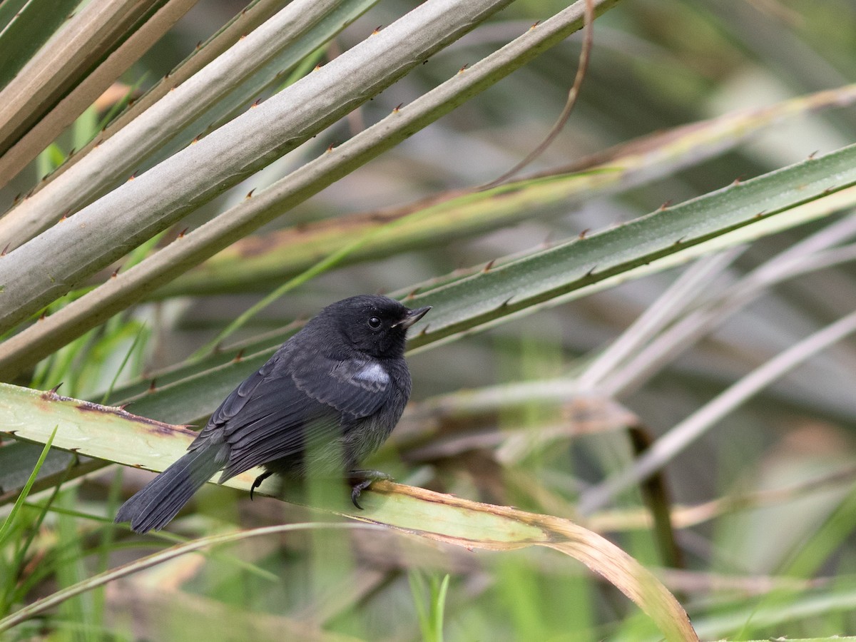 Glossy Flowerpiercer - ML632745334