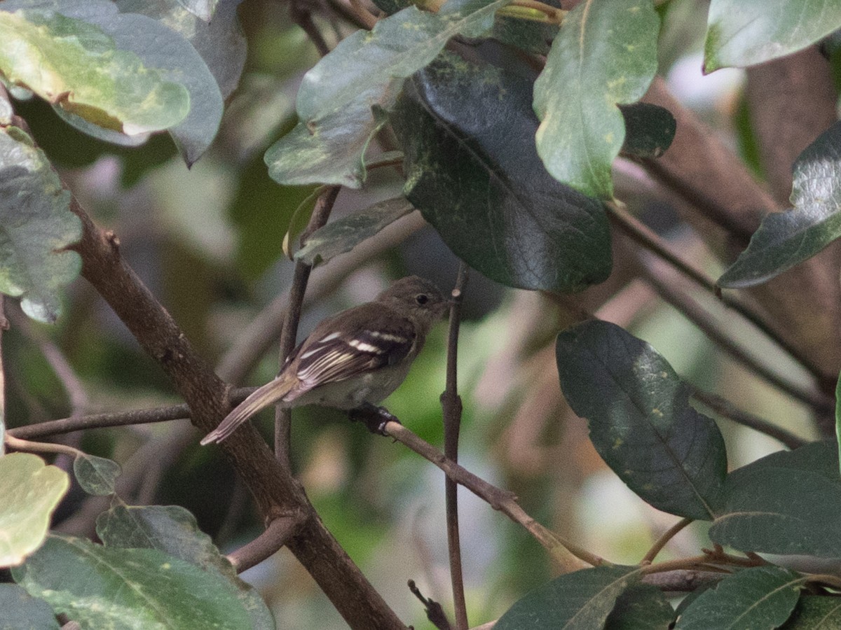 Mountain Elaenia - ML632745367