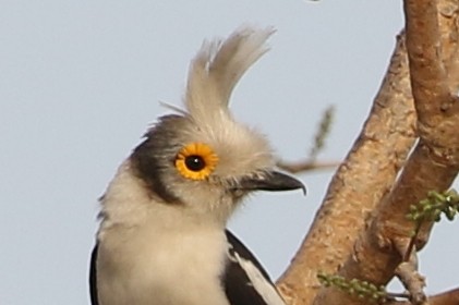 White-crested Helmetshrike (Long-crested) - ML632745672