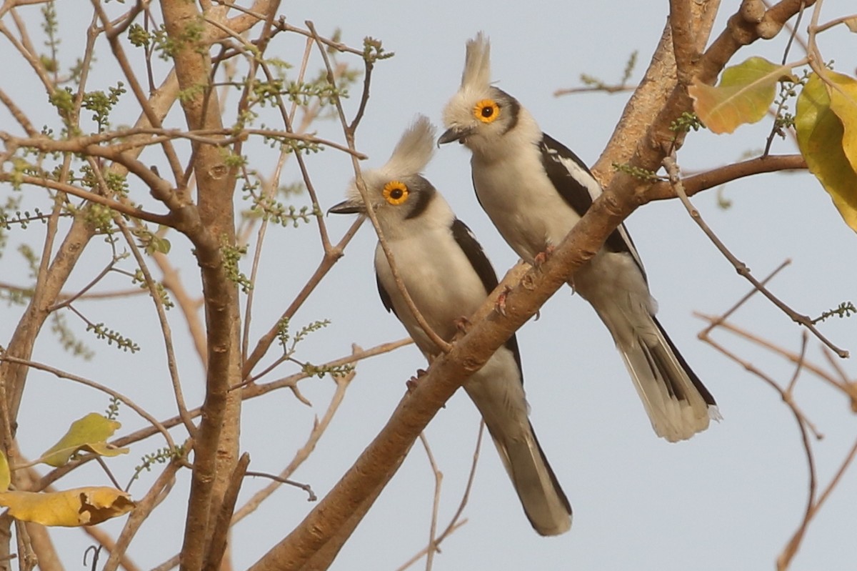 White-crested Helmetshrike (Long-crested) - ML632745673