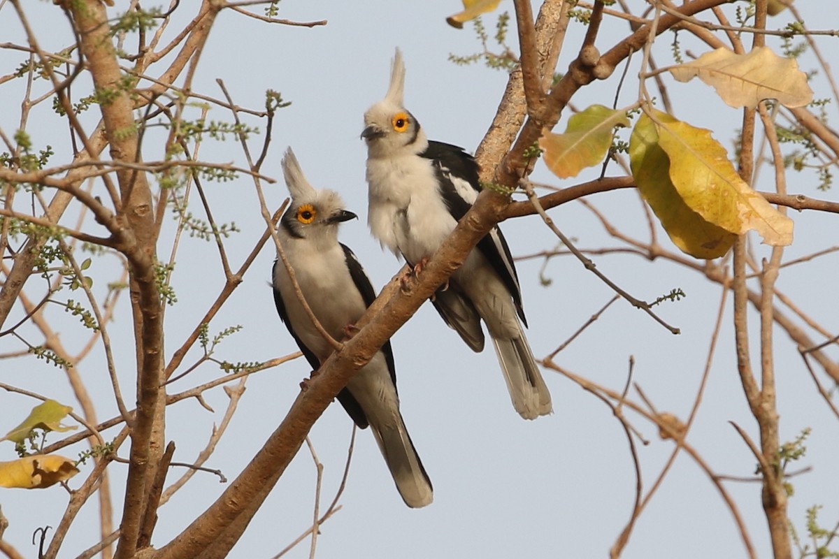 White-crested Helmetshrike (Long-crested) - ML632745674