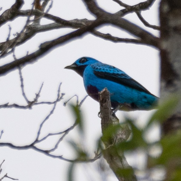 Turquoise Cotinga - ML632745700