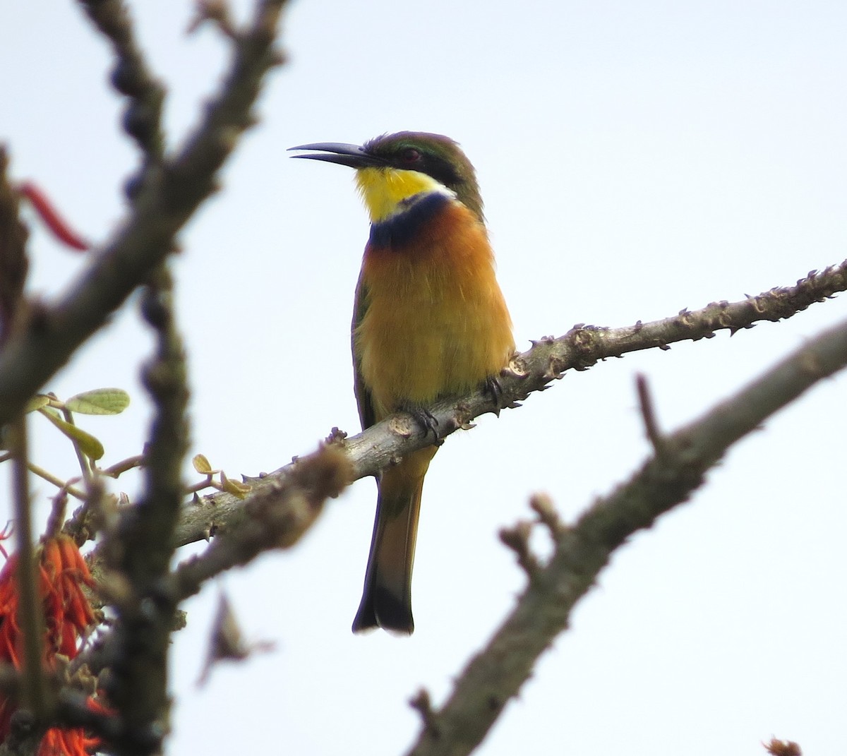 Blue-breasted Bee-eater - ML632745723