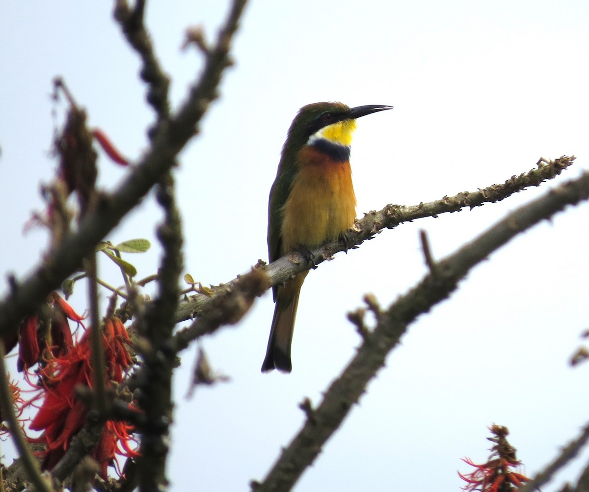 Blue-breasted Bee-eater - ML632745724