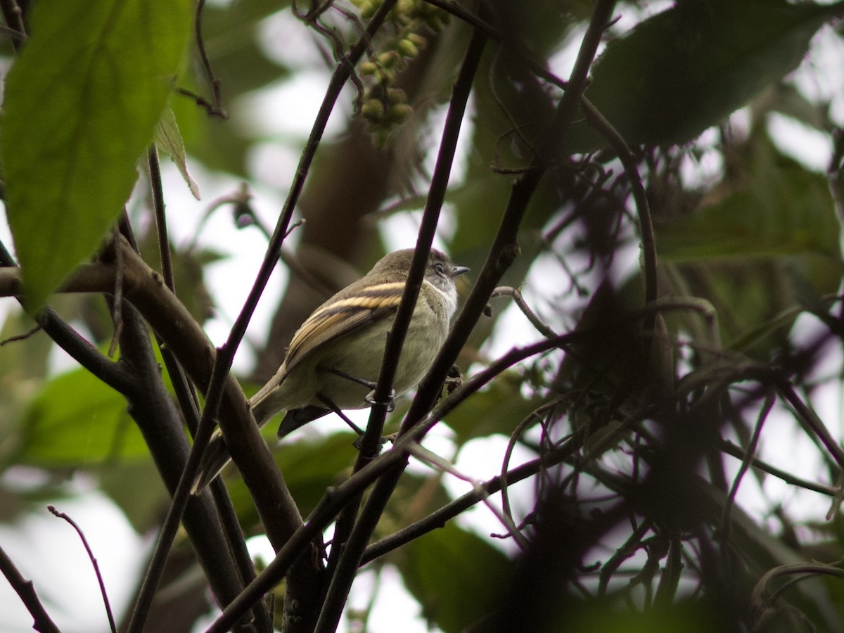 White-throated Tyrannulet - ML632745726