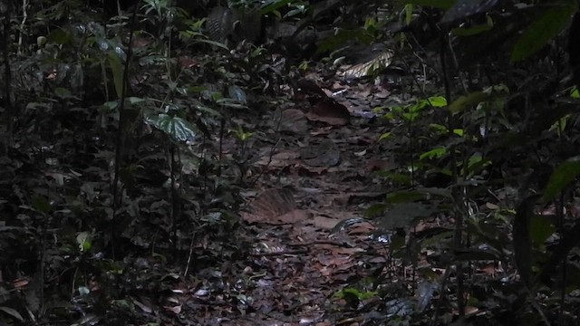 ノドグロミヤマテッケイ - ML632745865