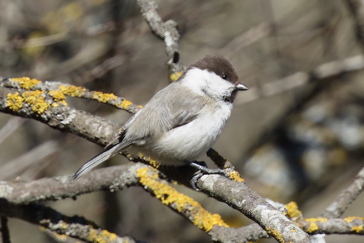 Caspian Tit - ML632745999