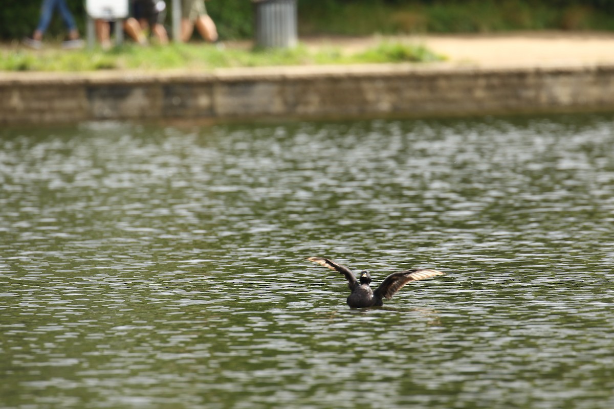 Common Scoter - ML632746312