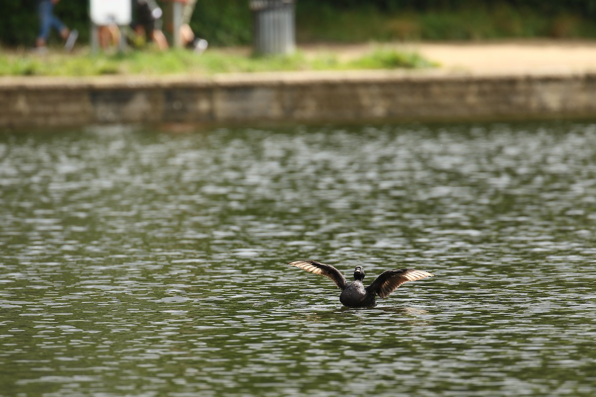 Common Scoter - ML632746313