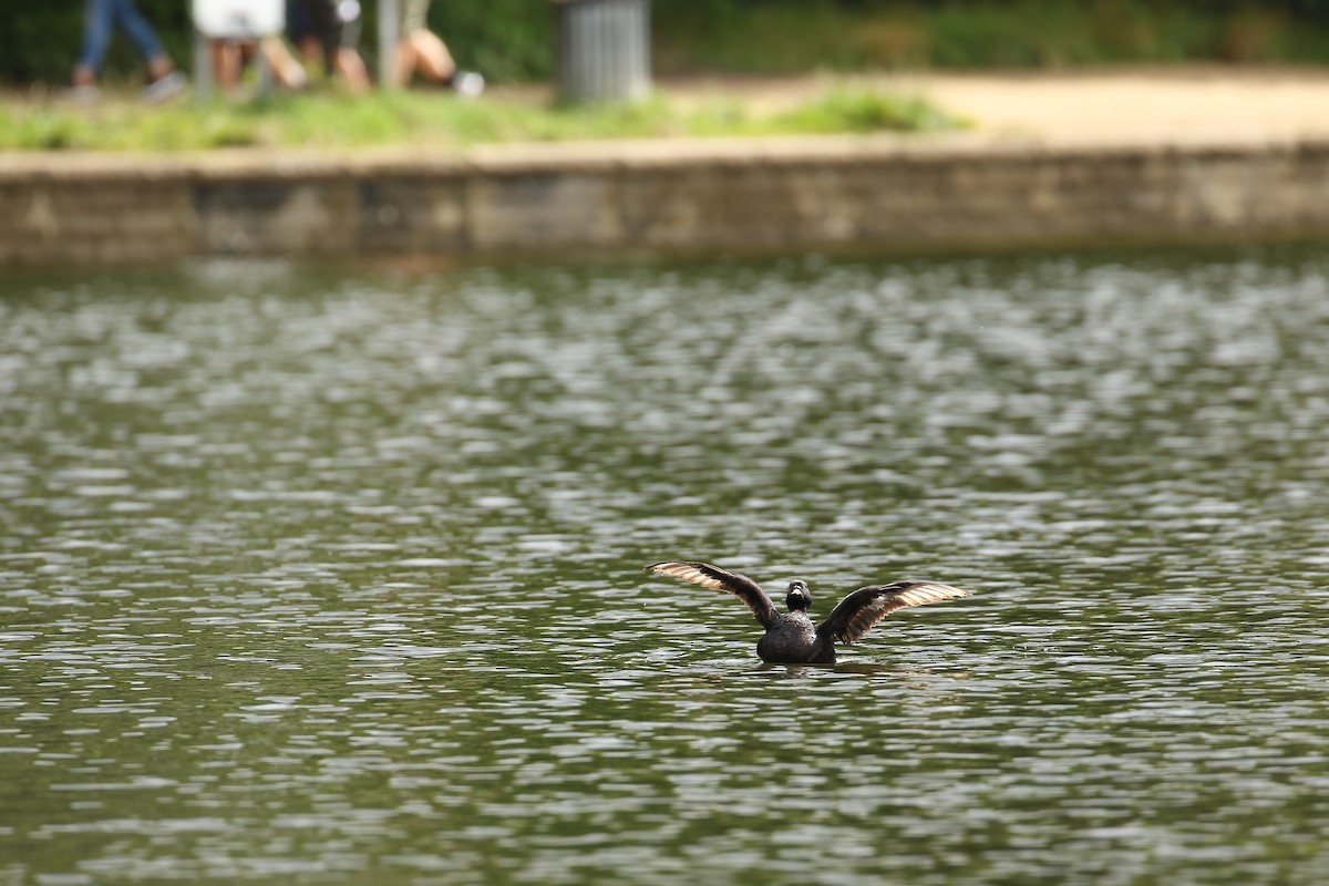 Common Scoter - ML632746314