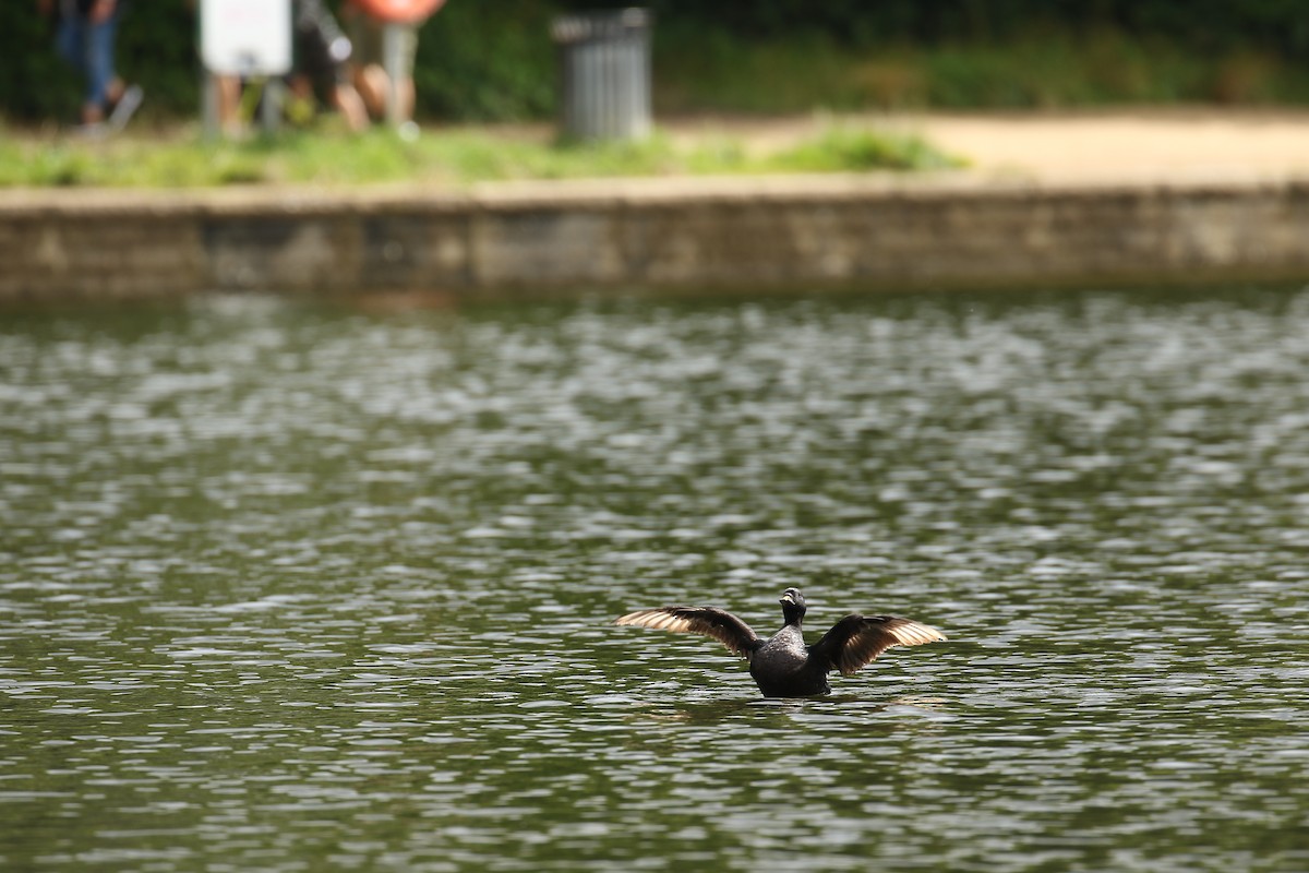 Common Scoter - ML632746315