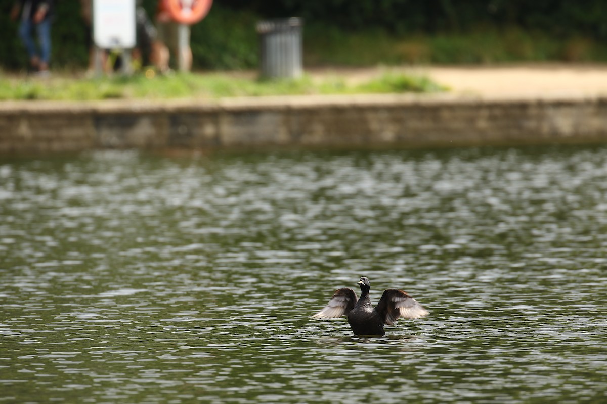 Common Scoter - ML632746316