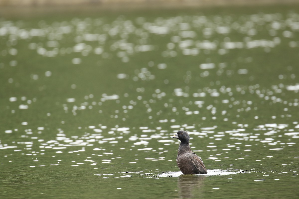 Common Scoter - ML632746317