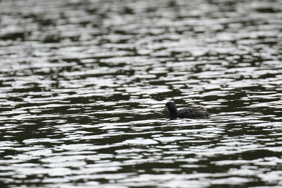 Common Scoter - ML632746318