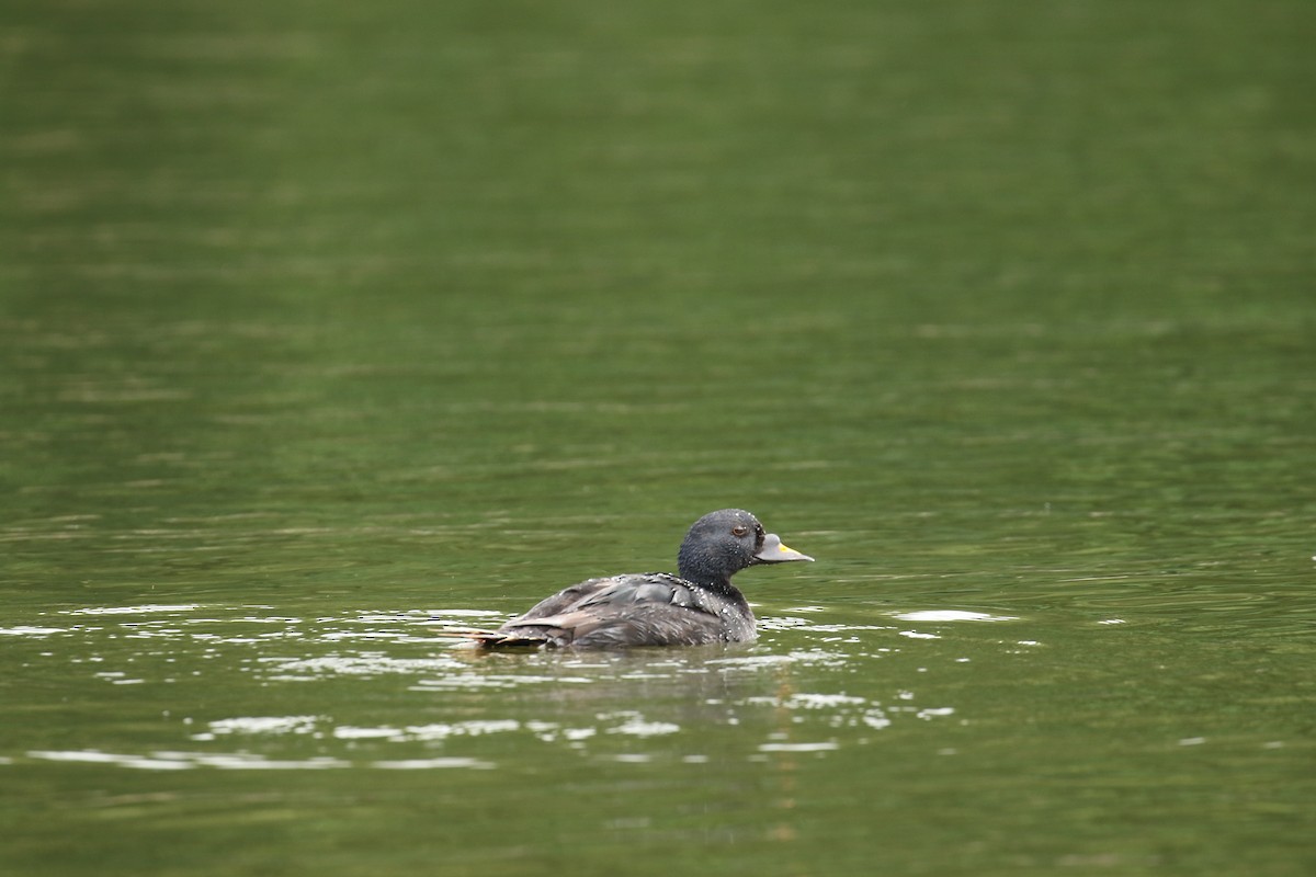 Common Scoter - ML632746319