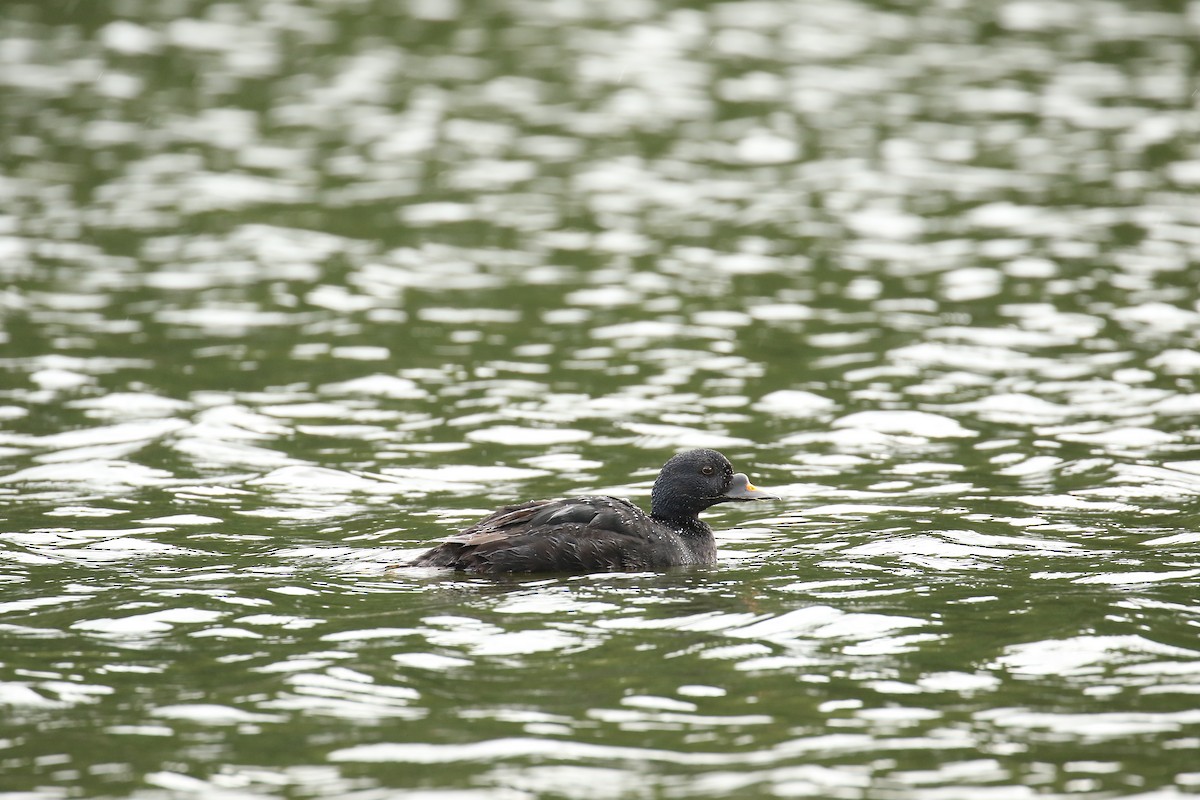 Common Scoter - ML632746320