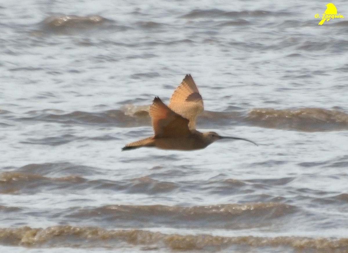 Long-billed Curlew - ML63274641