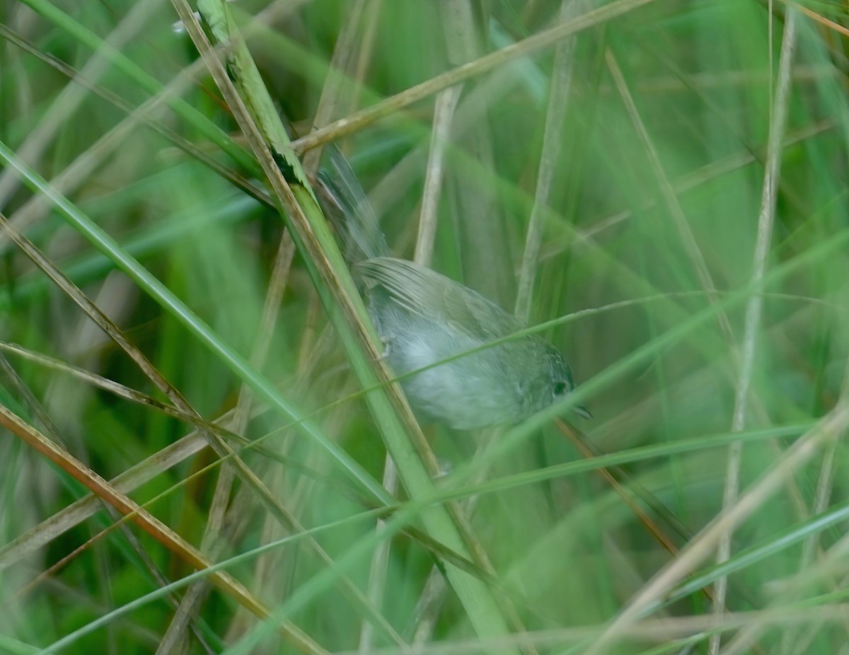 Swamp Grass Babbler - ML632746425