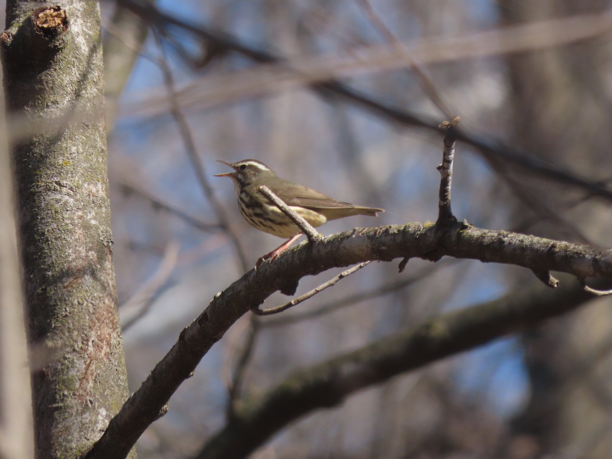 Louisiana Waterthrush - ML632746435