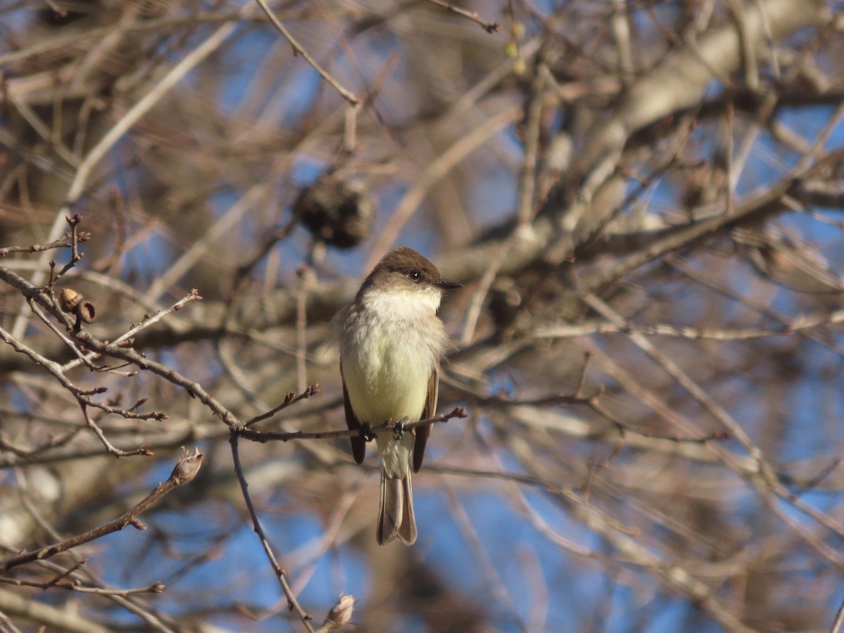 Eastern Phoebe - ML632746468