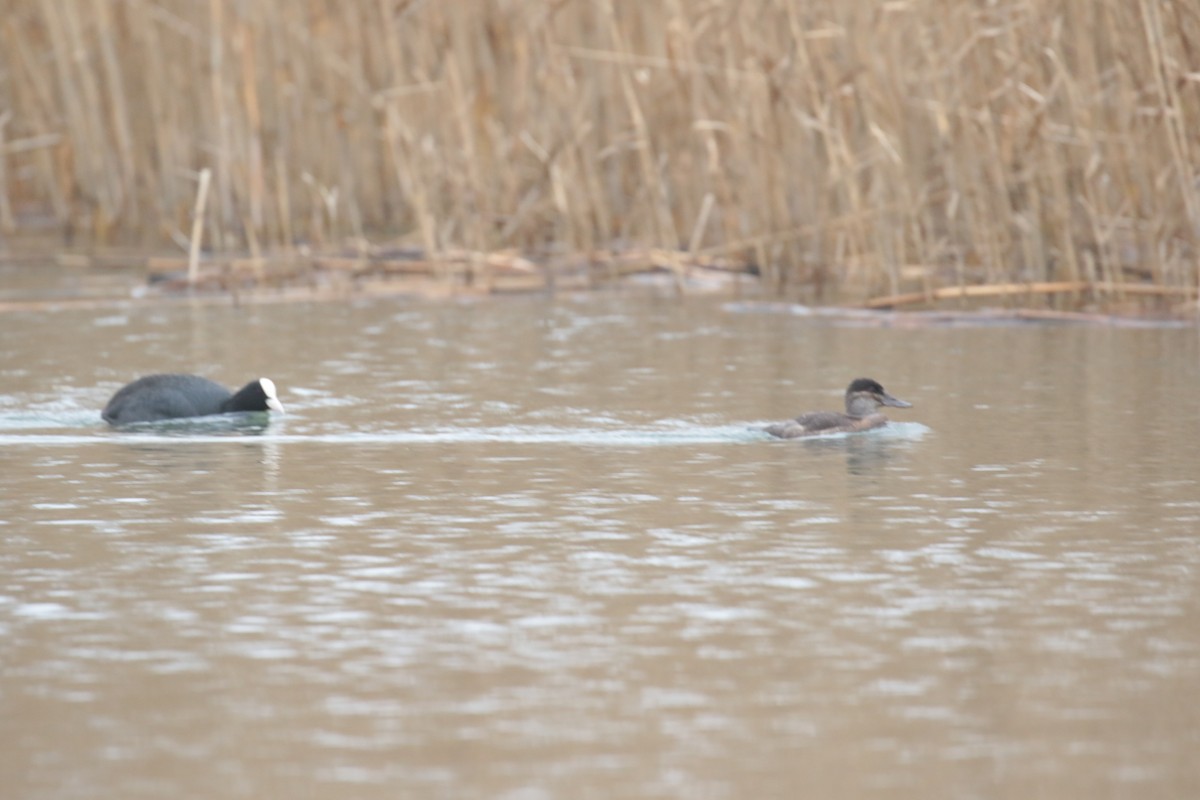 Ruddy Duck - ML632746485