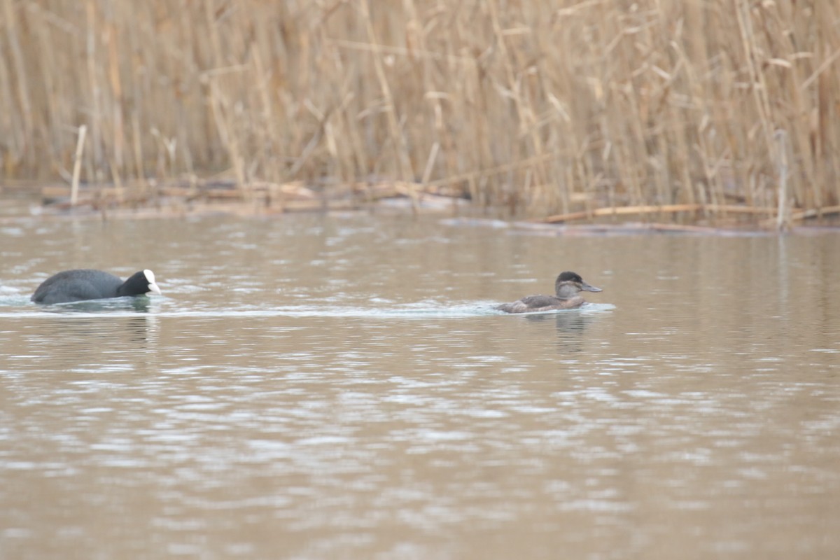Ruddy Duck - ML632746486