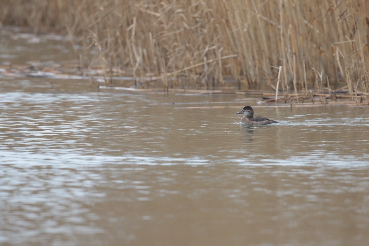 Ruddy Duck - ML632746487
