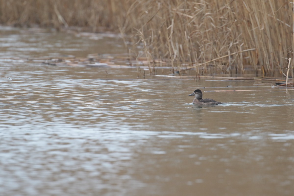 Ruddy Duck - ML632746488