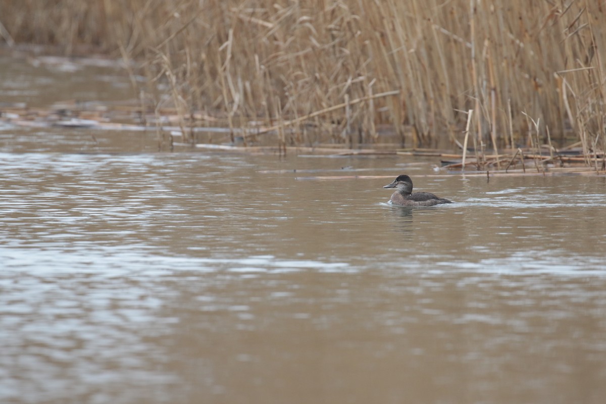 Ruddy Duck - ML632746489