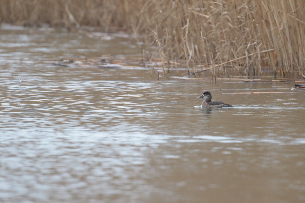 Ruddy Duck - ML632746491