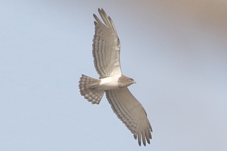 Beaudouin's Snake-Eagle - ML632746543