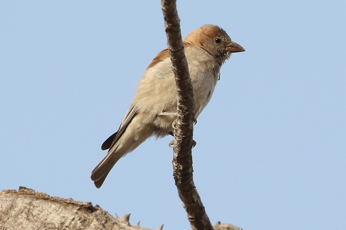 Sahel Bush Sparrow - ML632746568