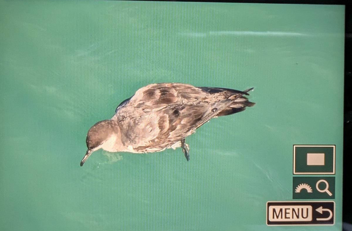 Buller's Shearwater - ML632746853