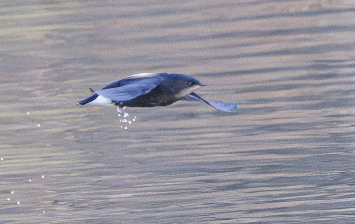 ML632746889 - Silver-backed Needletail - Macaulay Library