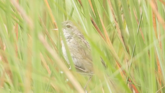 Swamp Grass Babbler - ML632747002