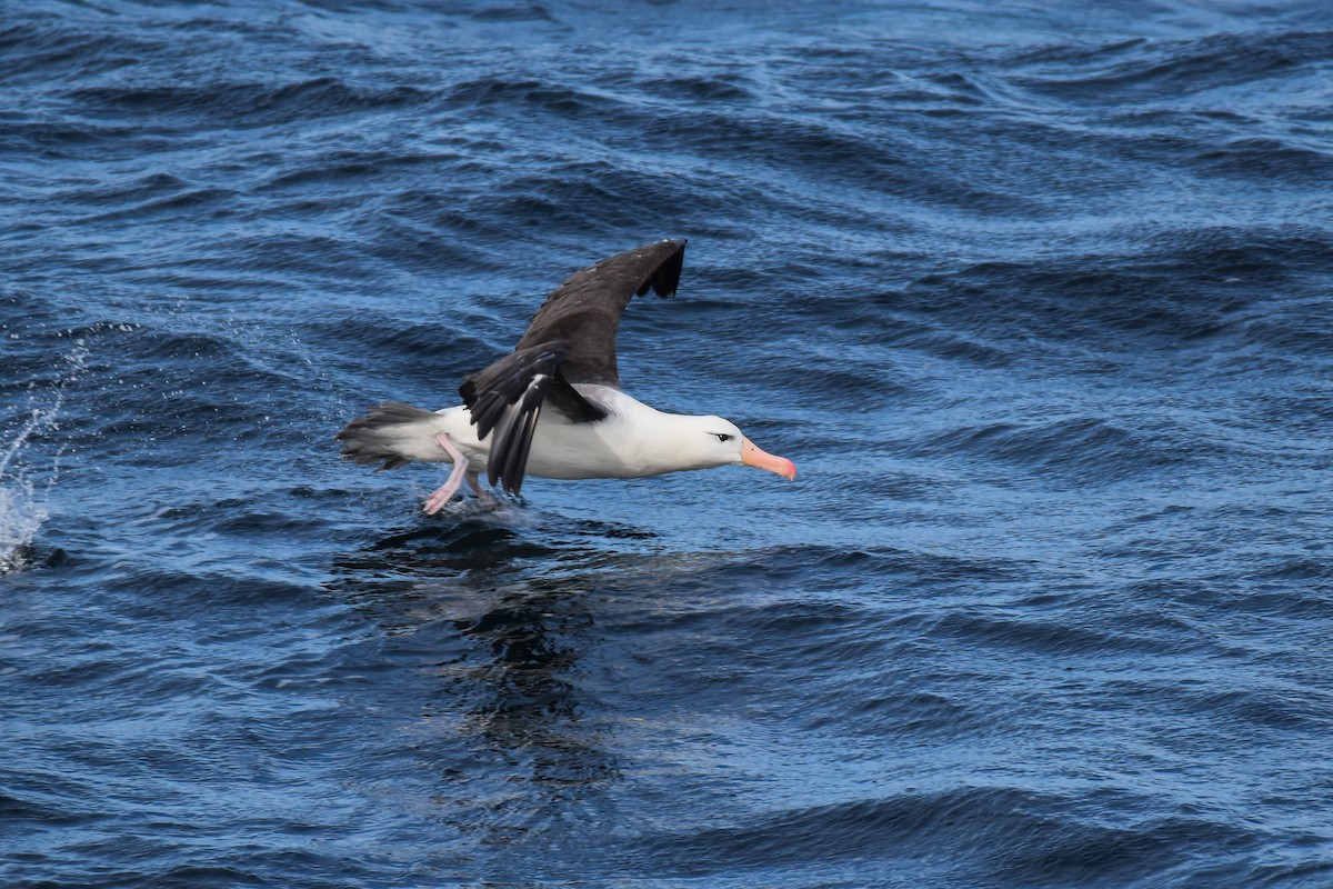 Black-browed Albatross - ML632747005