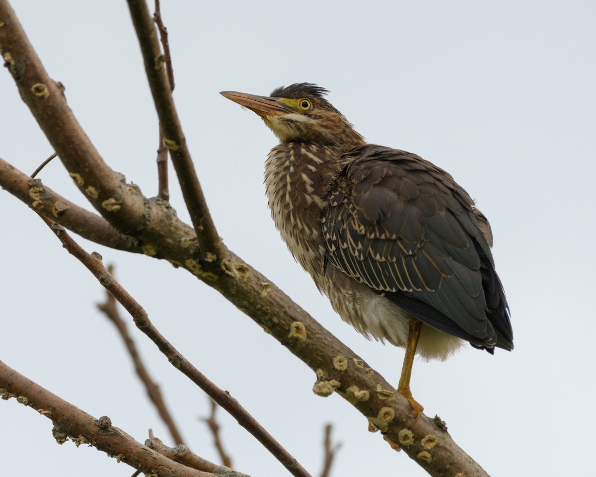 Green Heron - ML63274701