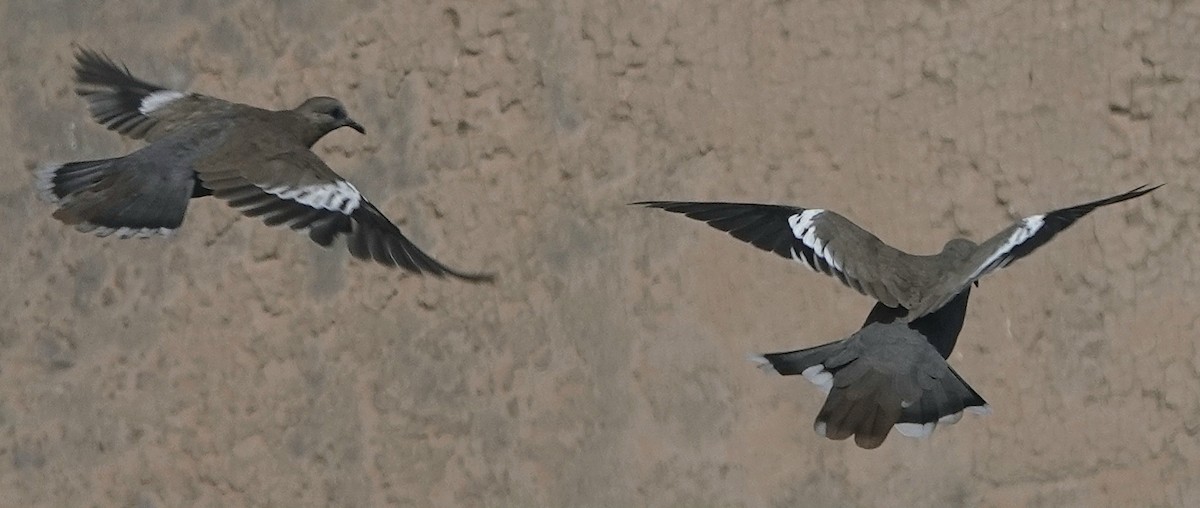 West Peruvian Dove - ML632747047