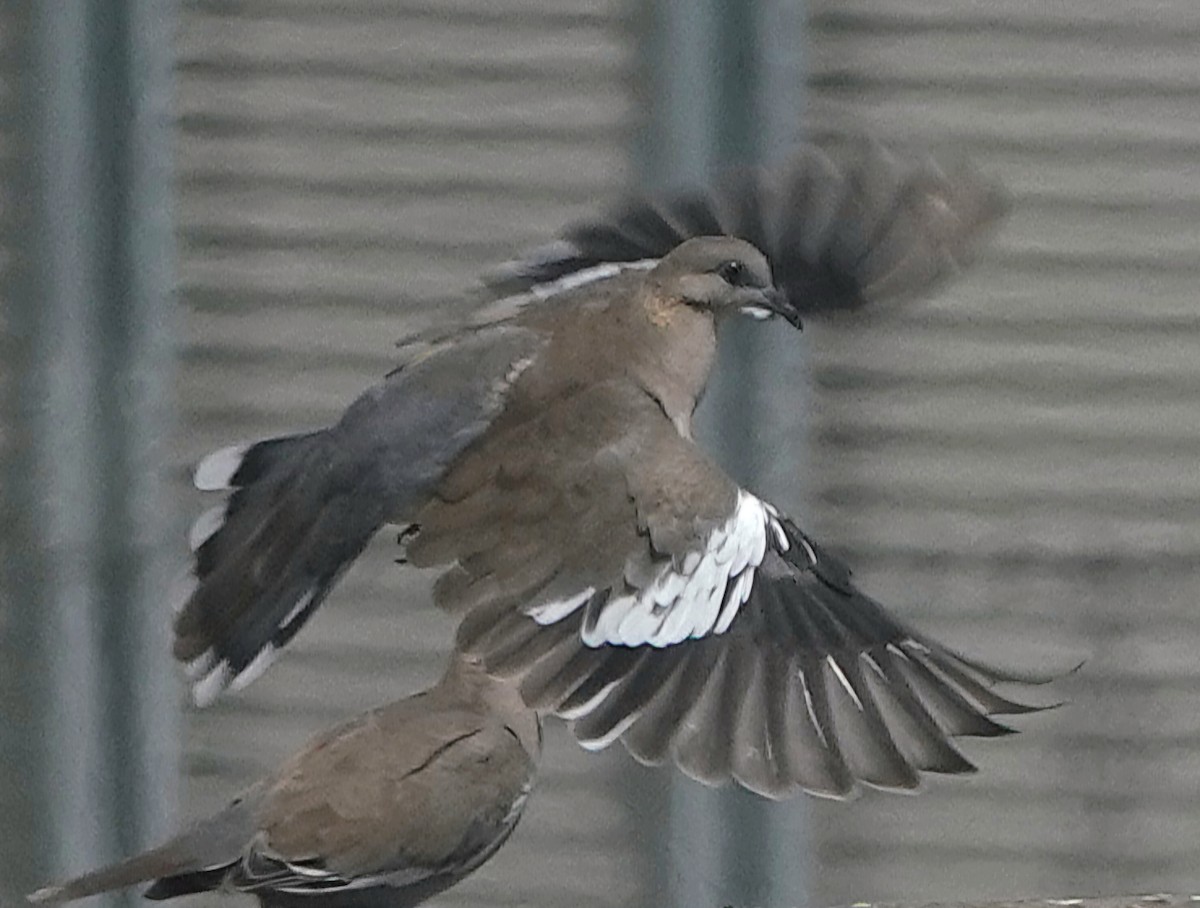 West Peruvian Dove - ML632747048