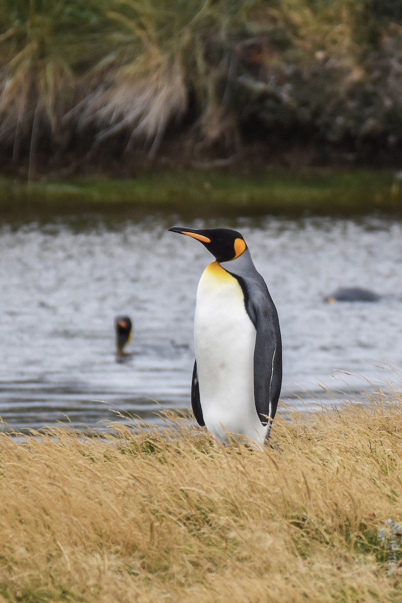 King Penguin - ML632747117