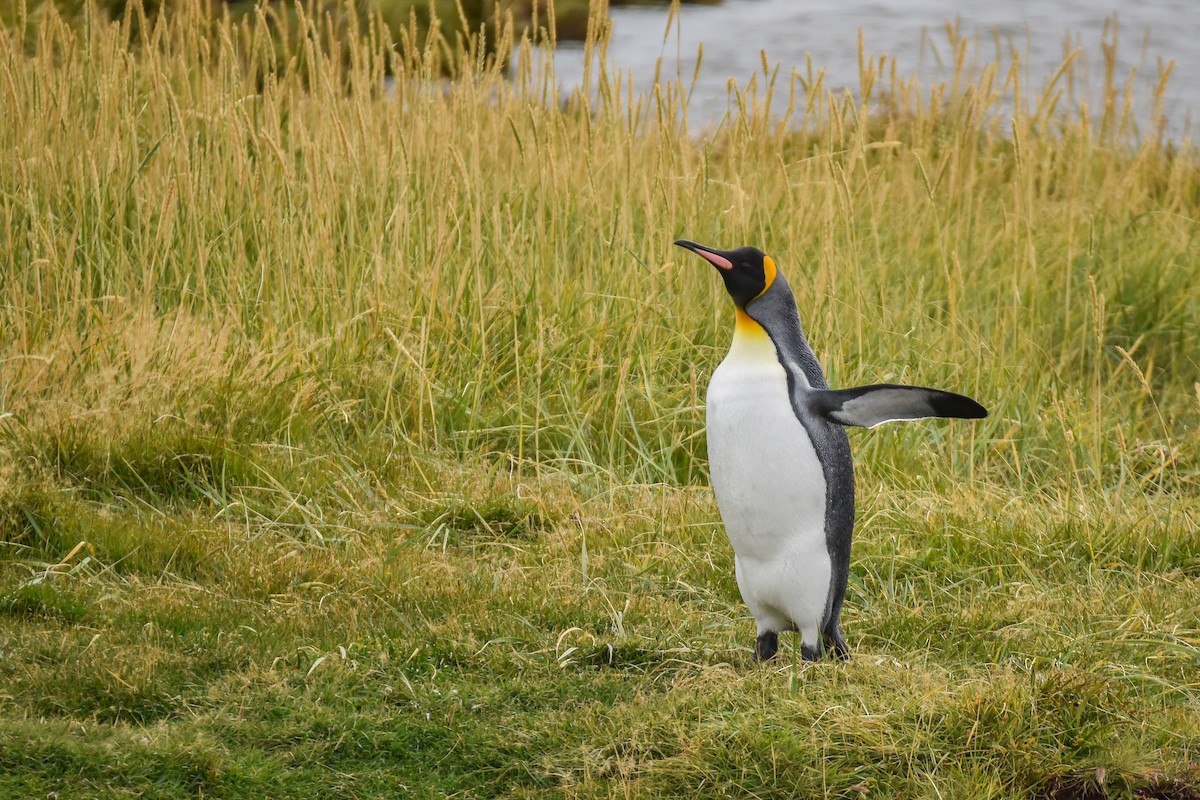 King Penguin - ML632747119