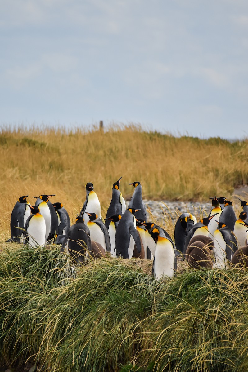 King Penguin - ML632747120