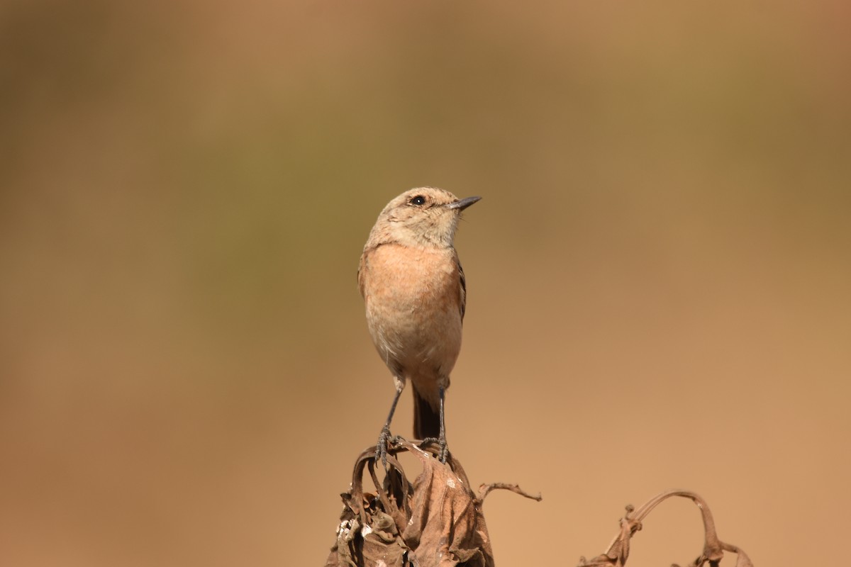 Siberian Stonechat (Siberian) - ML632747437