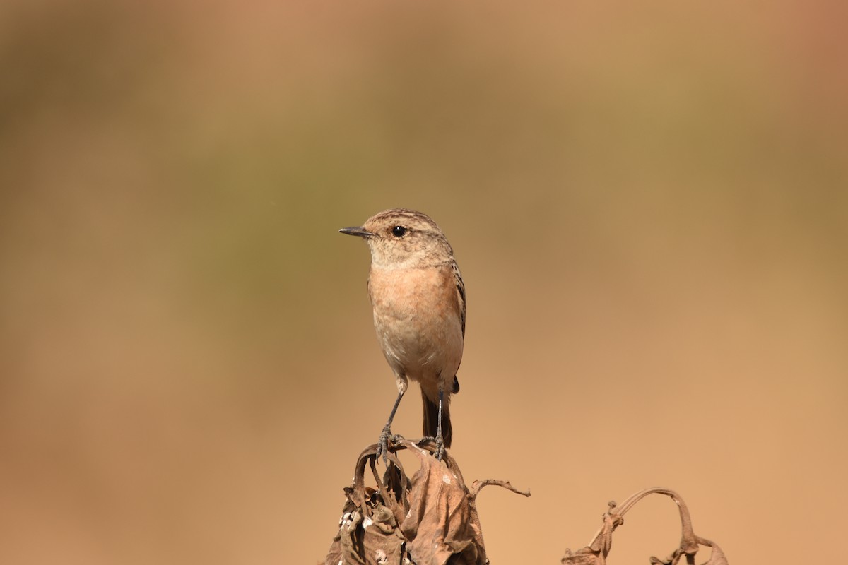 Siberian Stonechat (Siberian) - ML632747438