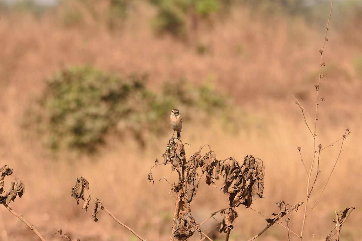 Siberian Stonechat (Siberian) - ML632747439