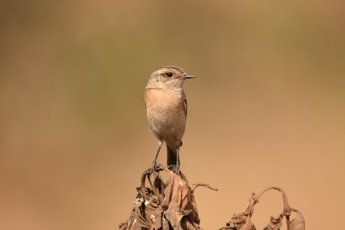 Siberian Stonechat (Siberian) - ML632747440