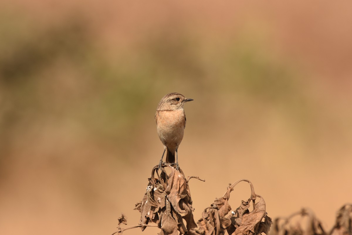 Siberian Stonechat (Siberian) - ML632747441