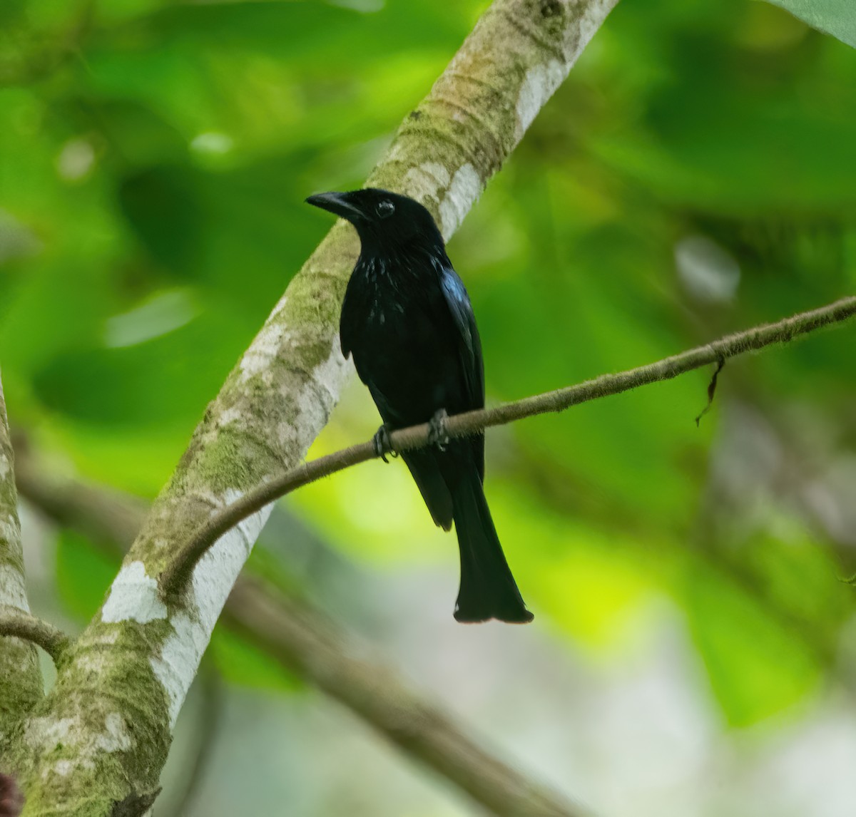Short-tailed Drongo - ML632747511