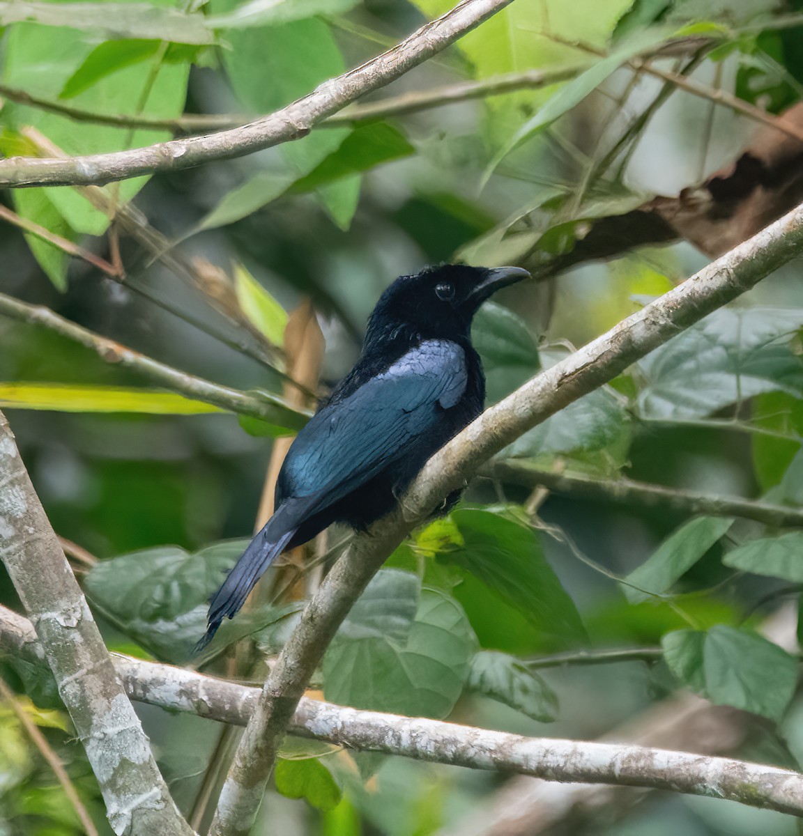 Short-tailed Drongo - ML632747625