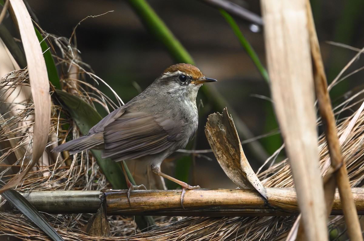 Chestnut-crowned Bush Warbler - ML632747689